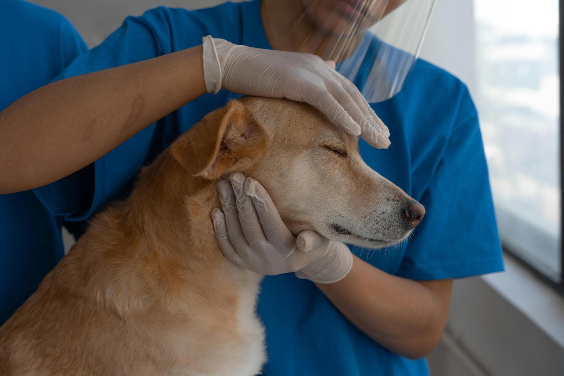 Dog & Cat Vets in Reading