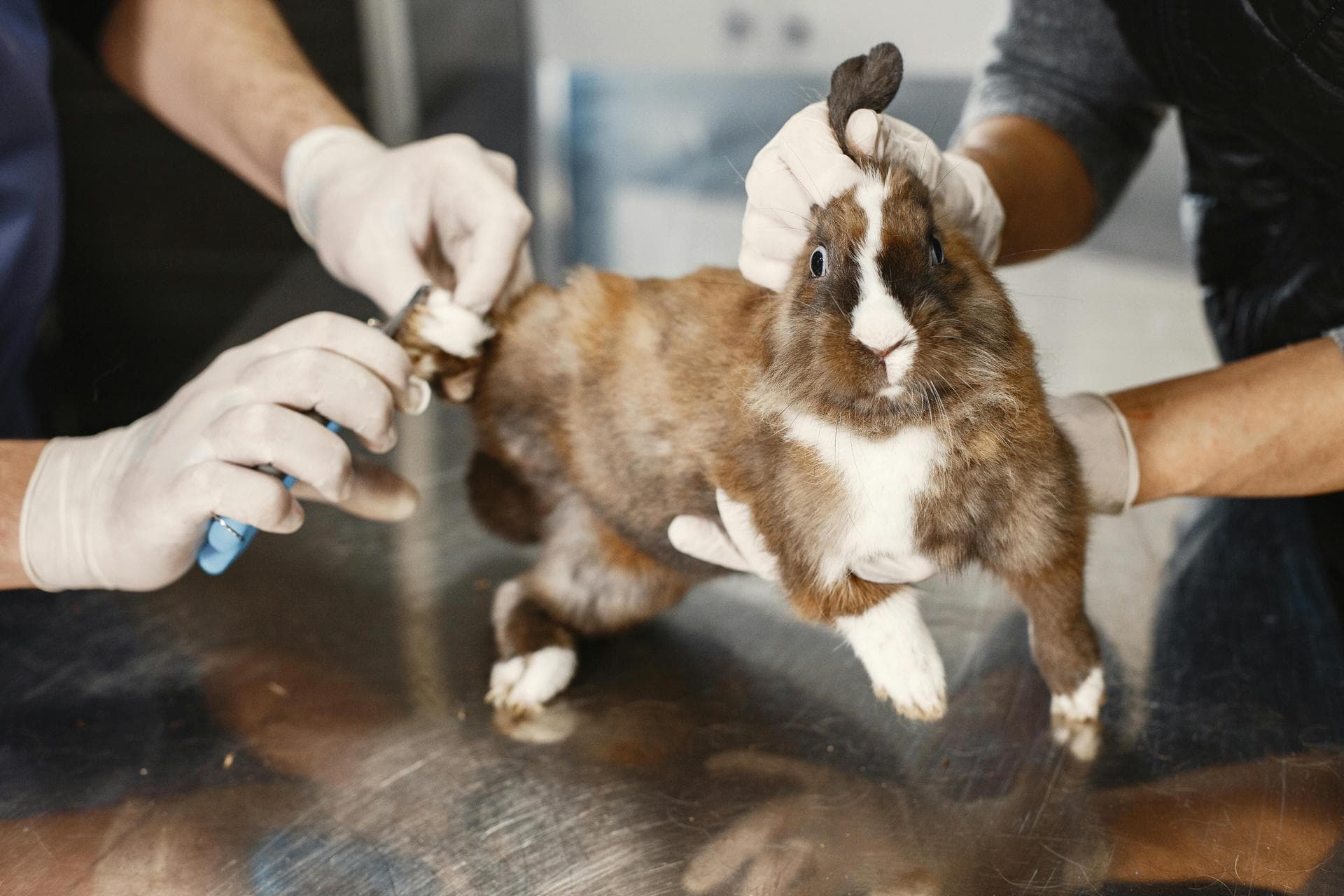 Rabies Vaccination Prices in Reading