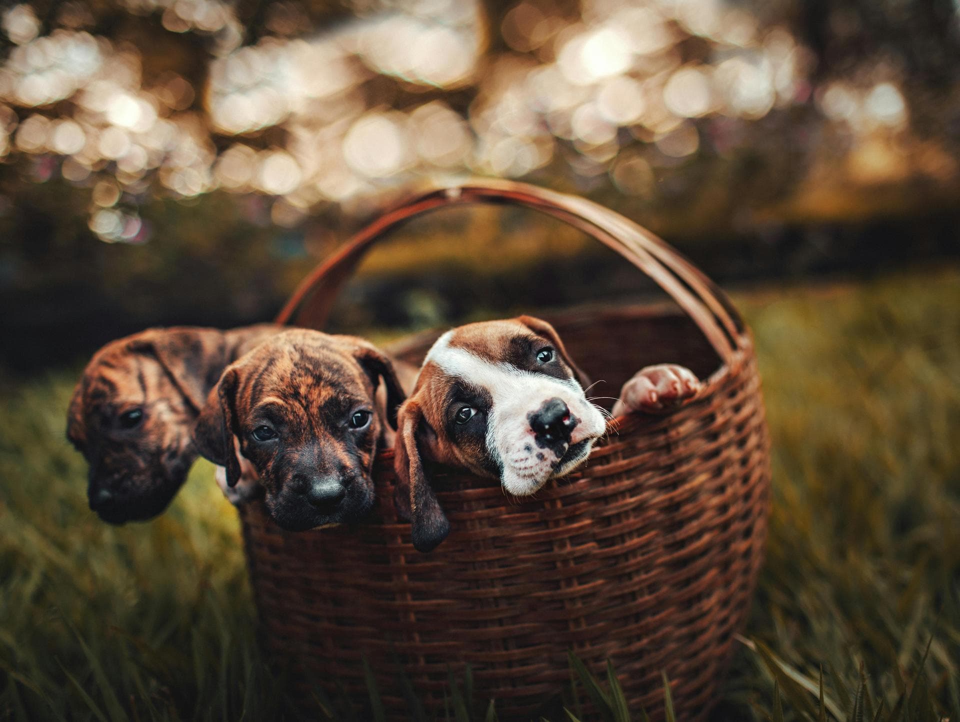 Rabbit Vaccinations Vhd Myxo Prices in Reading
