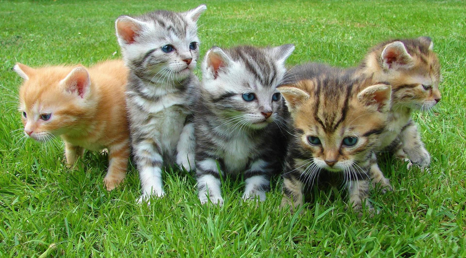Cat Cremation Prices in Reading