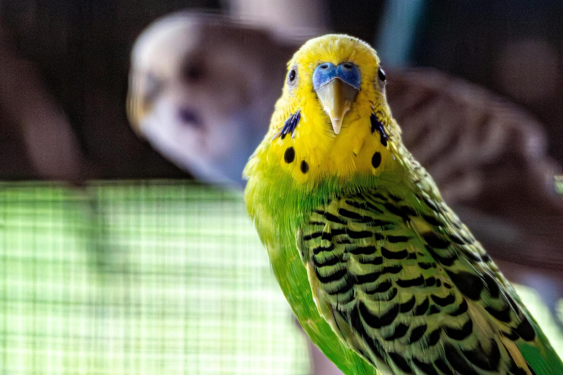 Specialist Vets in Reading