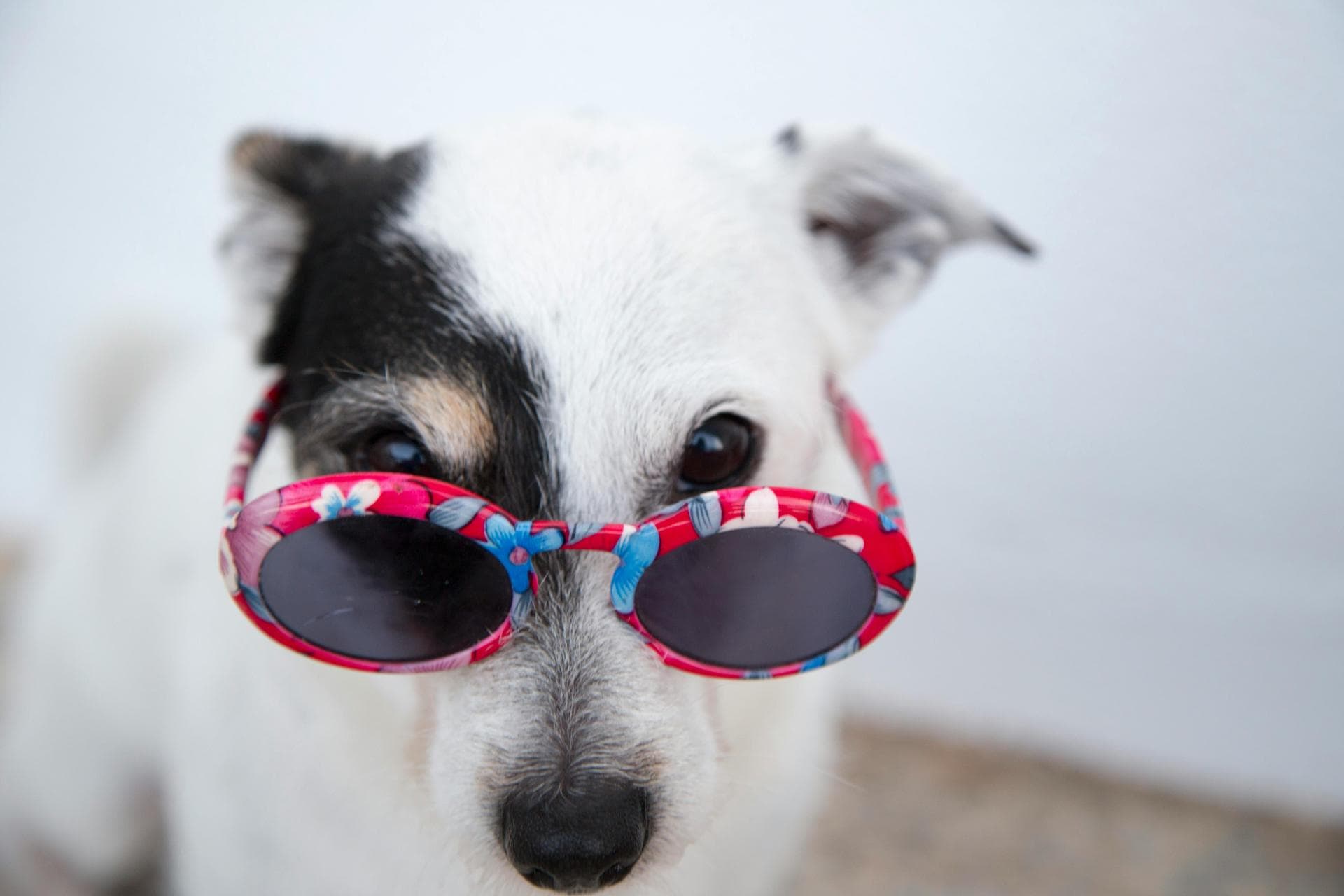 Dog Puppy Vaccinations Kennel Cough Prices in Reading